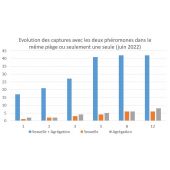 Phéromones pour piège punaise diabolique