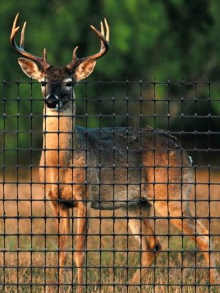 Protection forestière Arbre de fer contre le frottis des cervidés sur  résineux